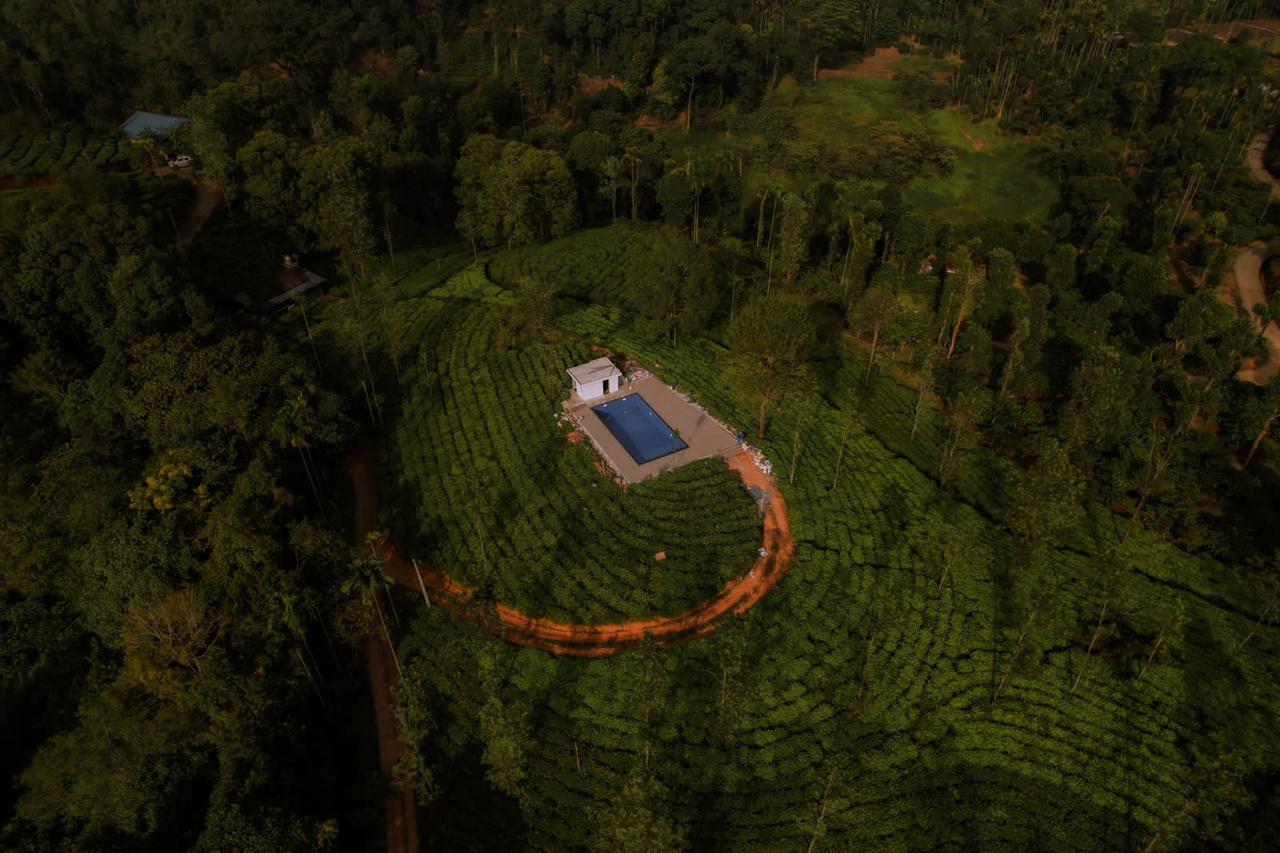 Tea plant property