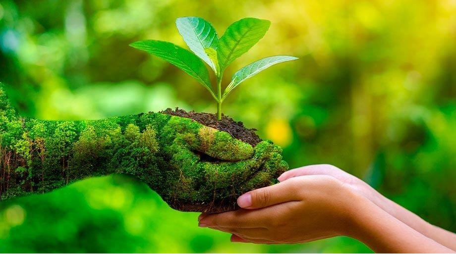 Image of two pairs of hands holding a seedling
