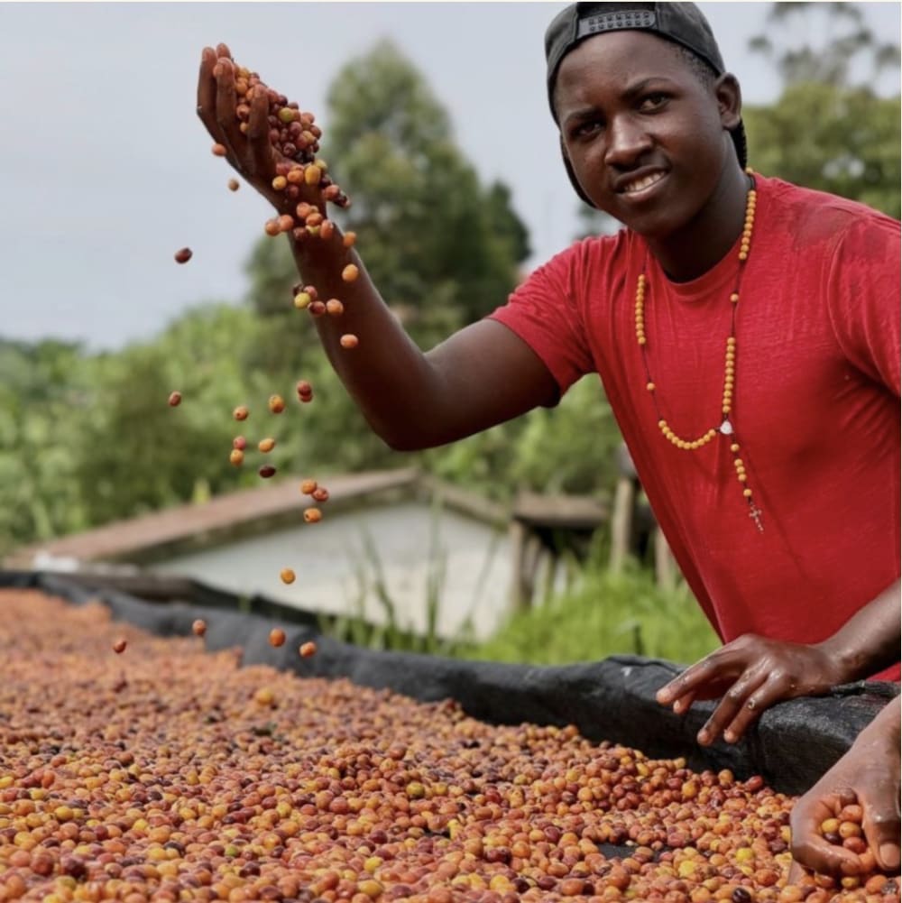 A farmer lifting and dropping drying coffee cherry by hand on a raised bed, Kigezi Valley