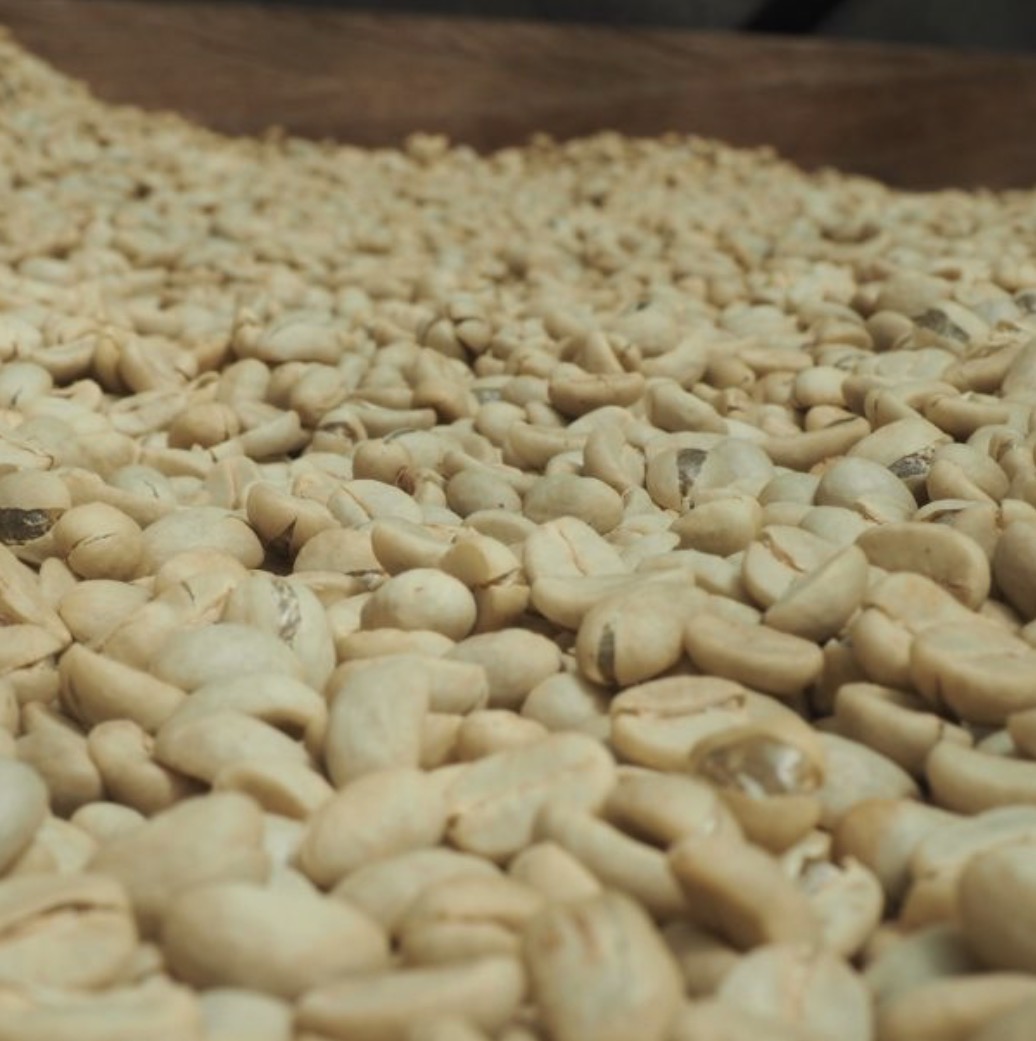 Rare origin coffee beans drying — Timor-Leste