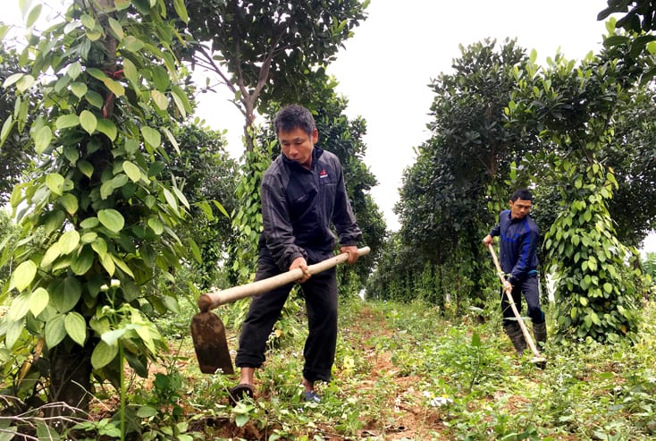 Phòng trừ kịp thời sâu bệnh trên cây trồng vụ đông-xuân