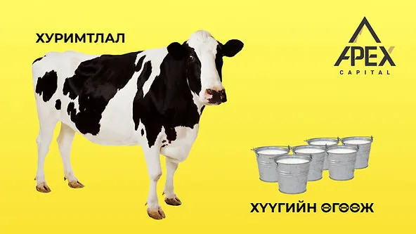 100 саяын саалийн үнээтэй болчихсон уу?