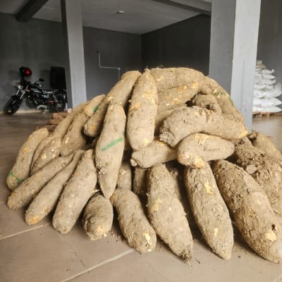 New Yam (Big Size #2)