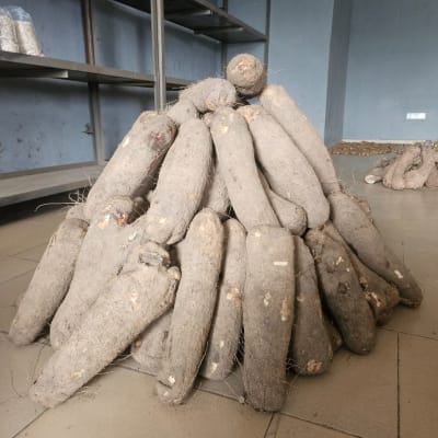 New Yam (Small Size #1)