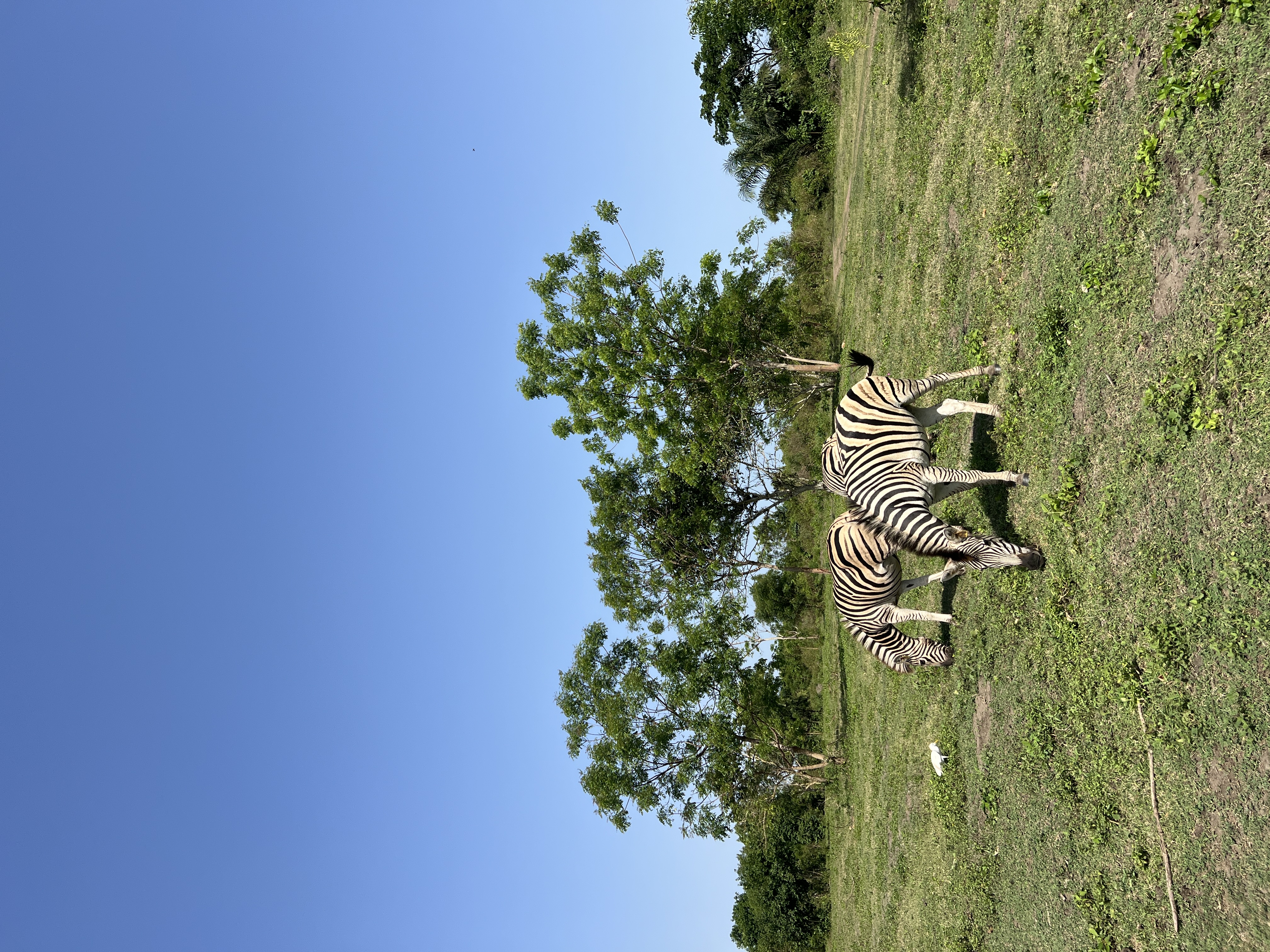 A day at Crown Forest gallery photo 1