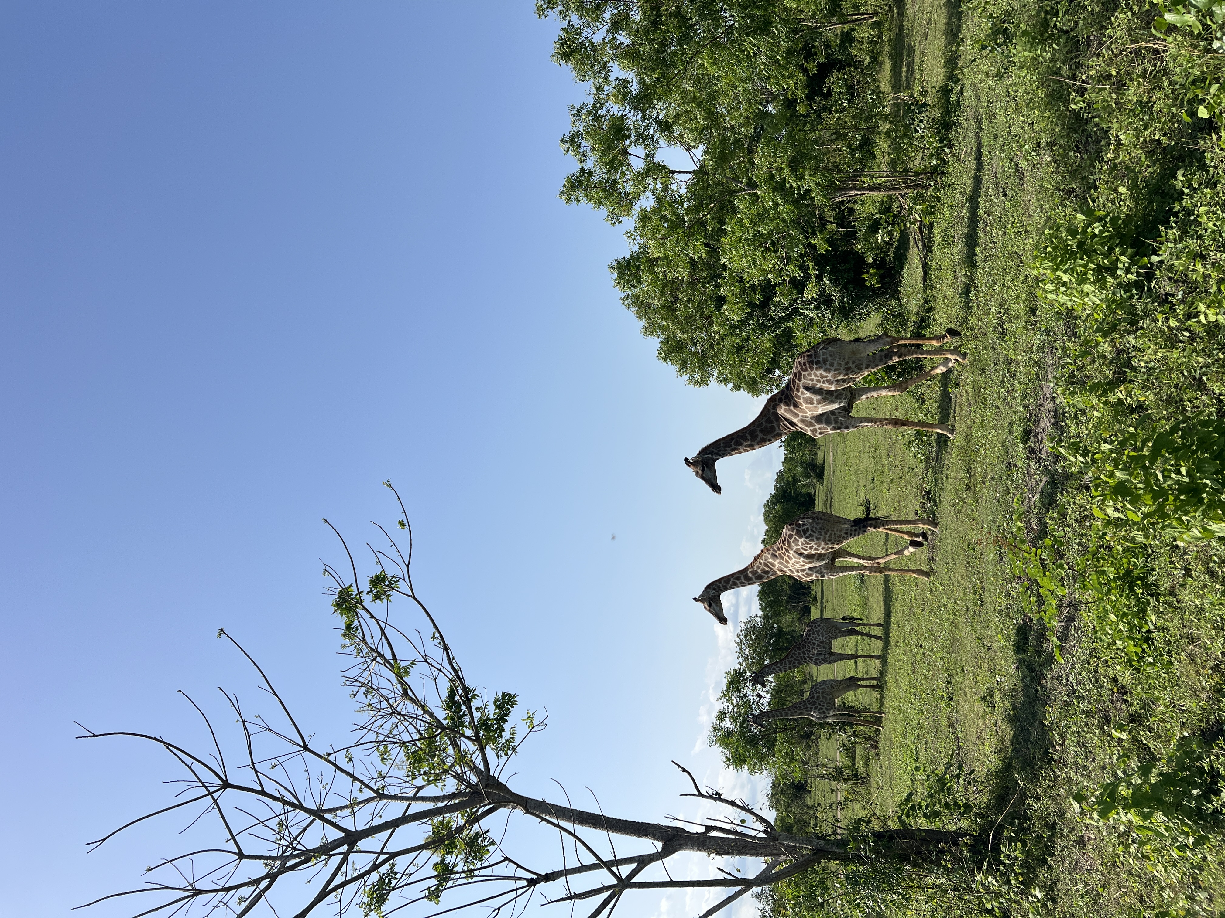 A day at Crown Forest gallery photo 2