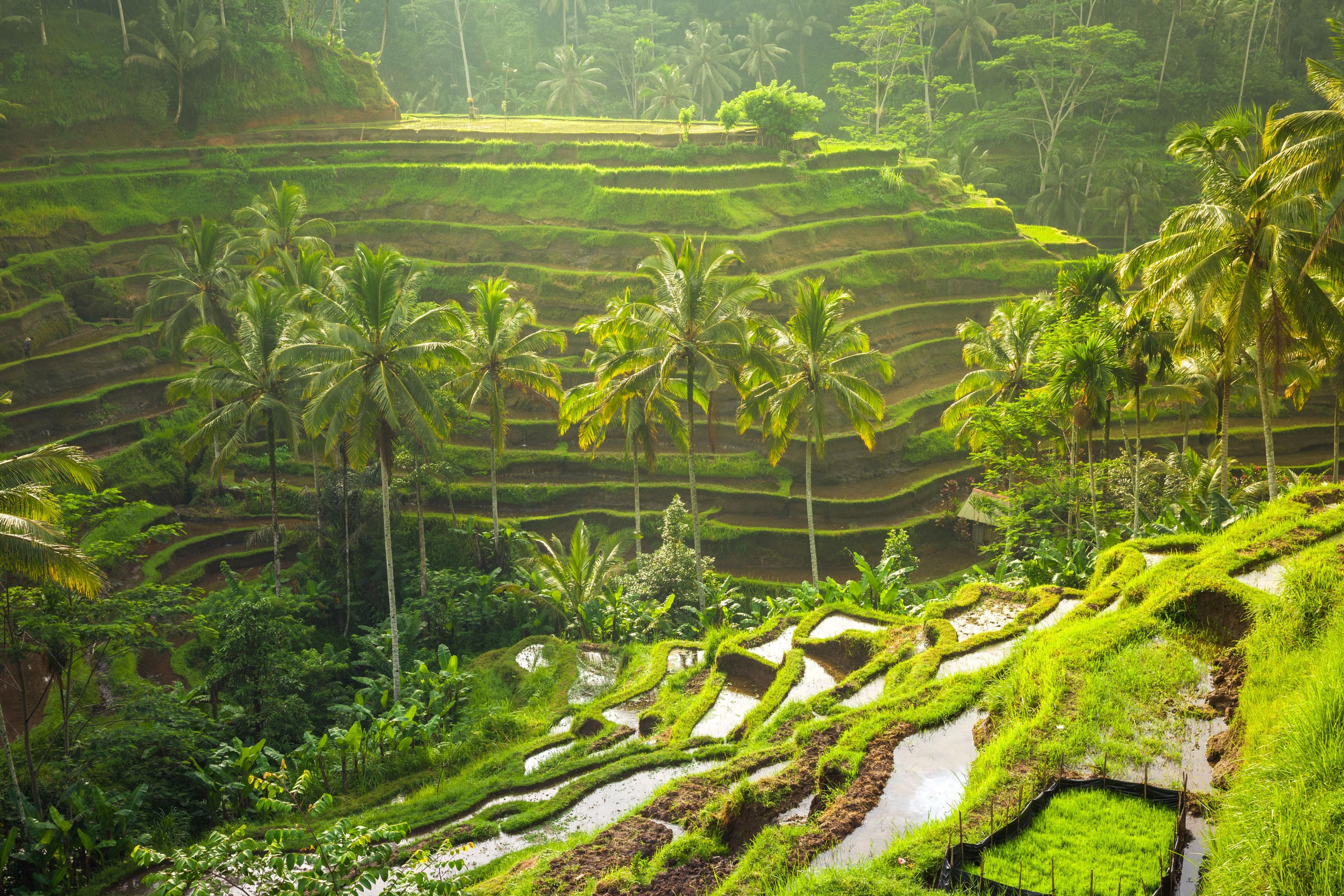 Ubud Tour B - Waterfalls & Nature