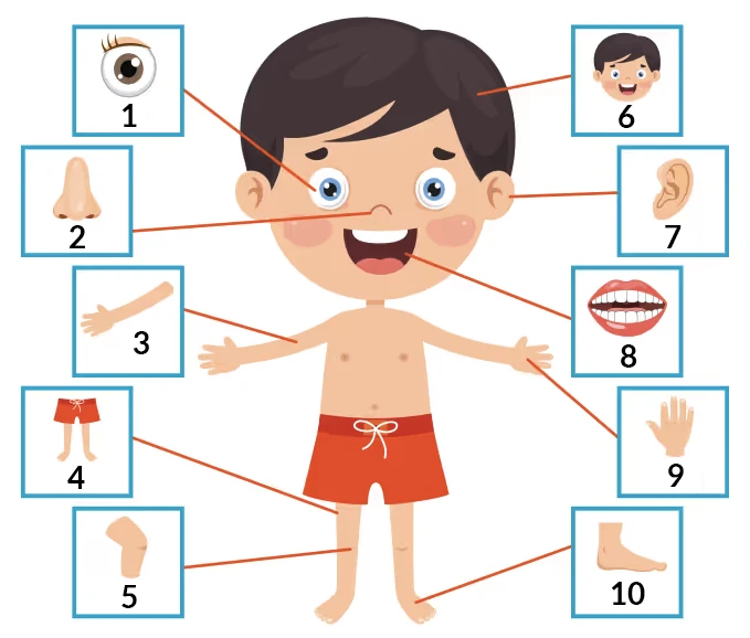 Body parts | English A1 vocabulary exercises
