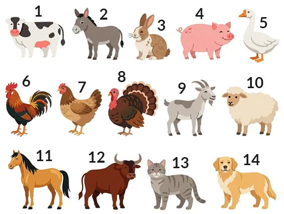 Domestic animals | English A2 vocabulary exercises