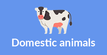 Domestic animals | English A2 vocabulary exercises