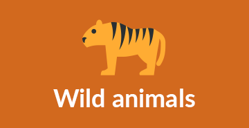 Wild animals | English A2 vocabulary exercises