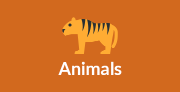 Animals | English A2 vocabulary lesson