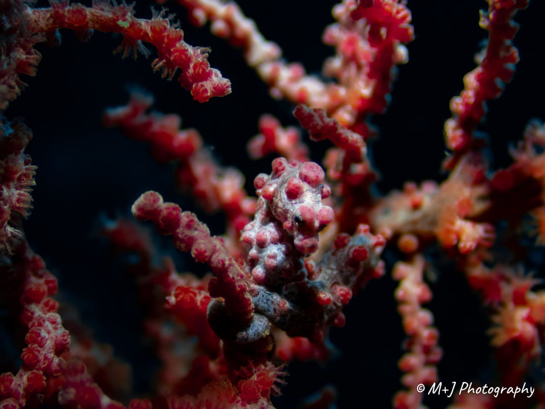 Bargibant's Pygmy Seahorse