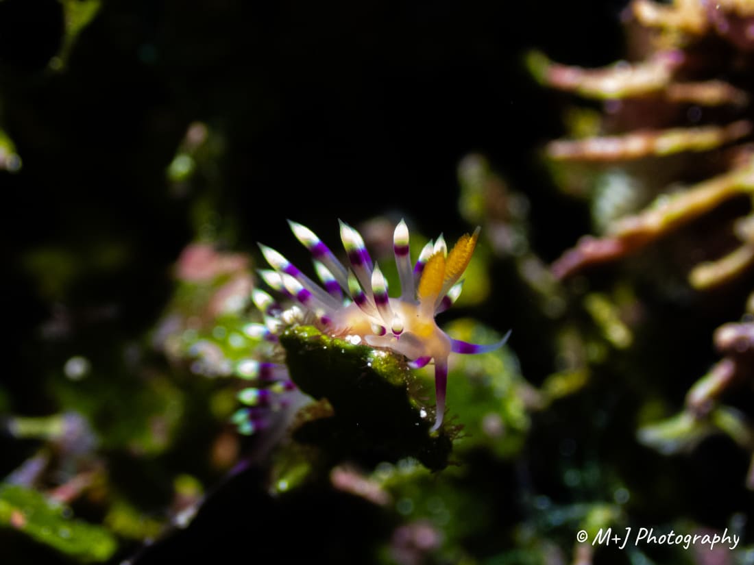 Desirable Flabellina