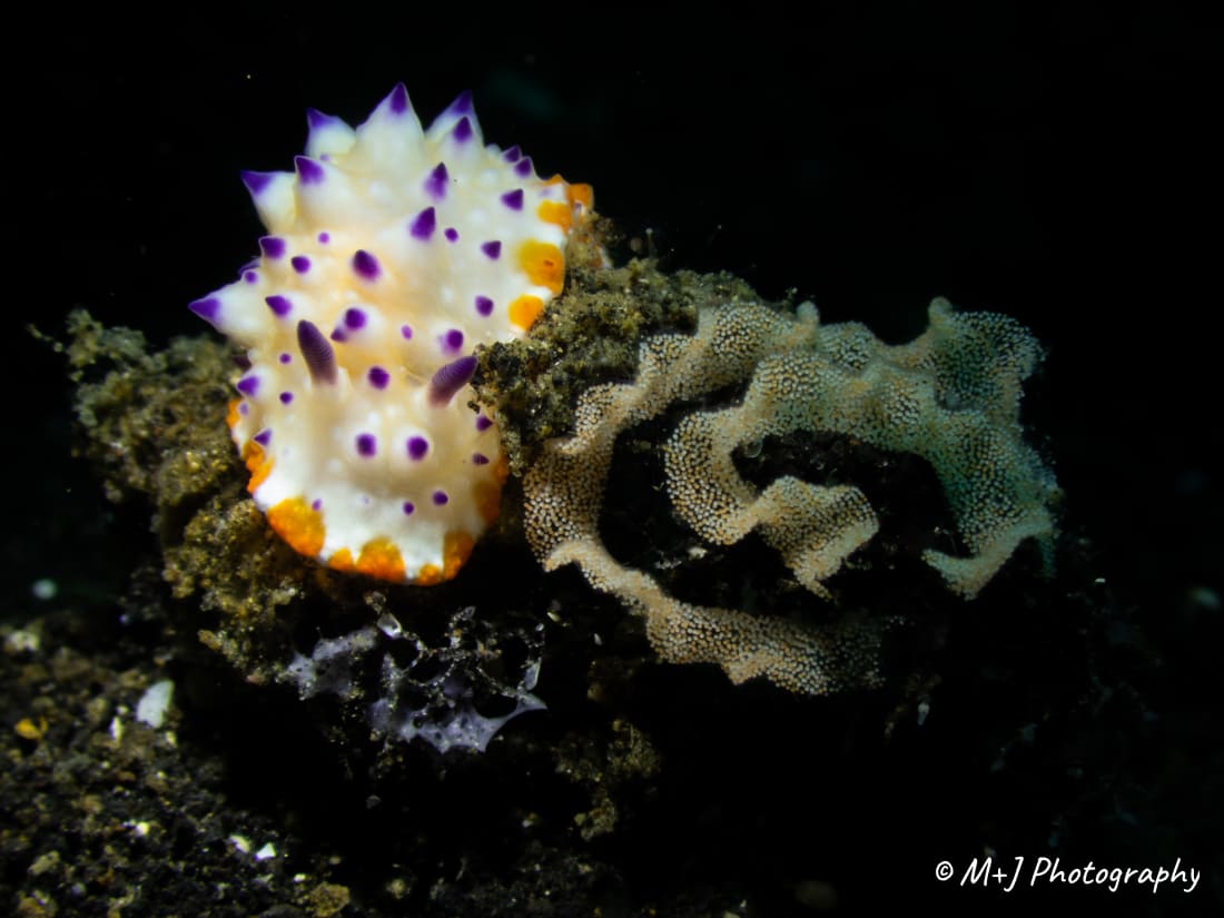 Bumpy Mexichromis
