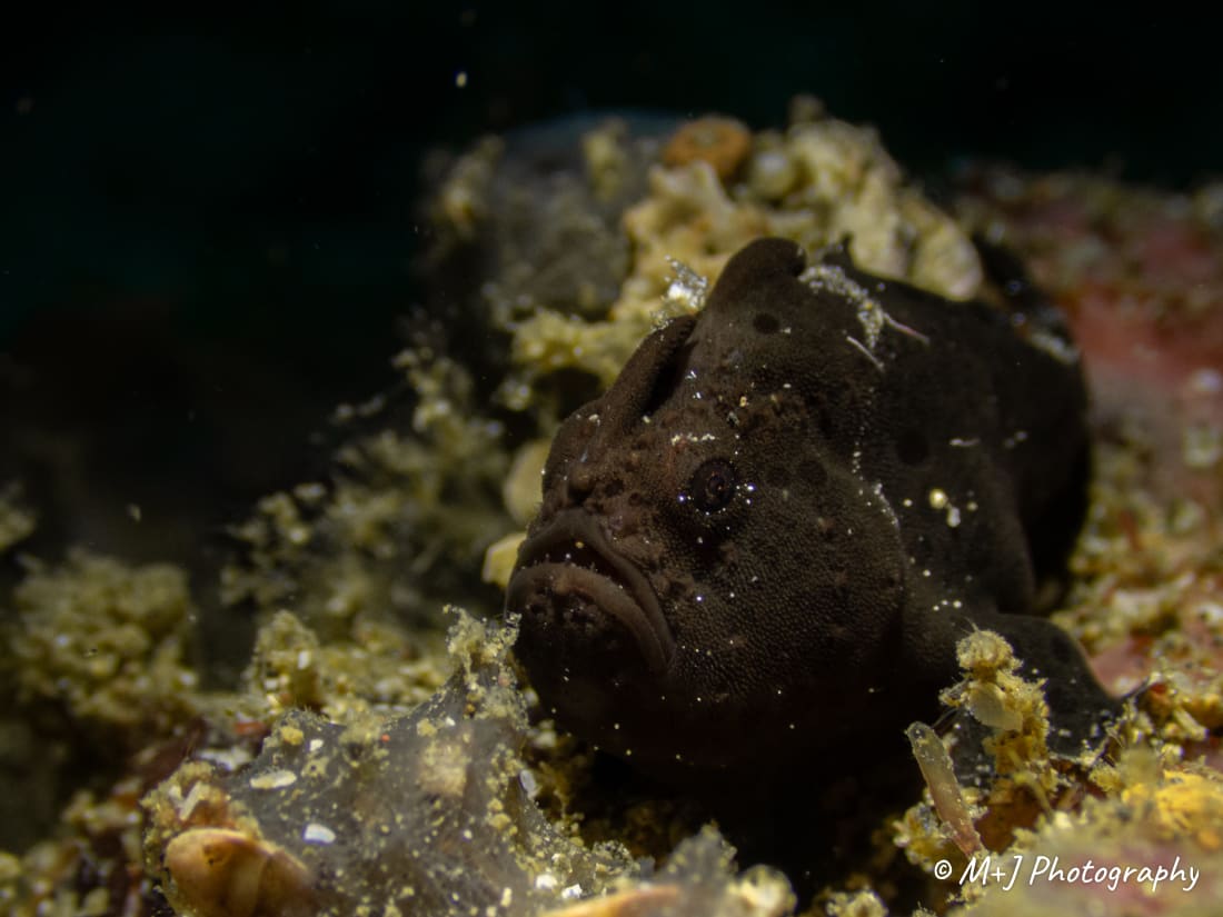 Painted Frogfish
