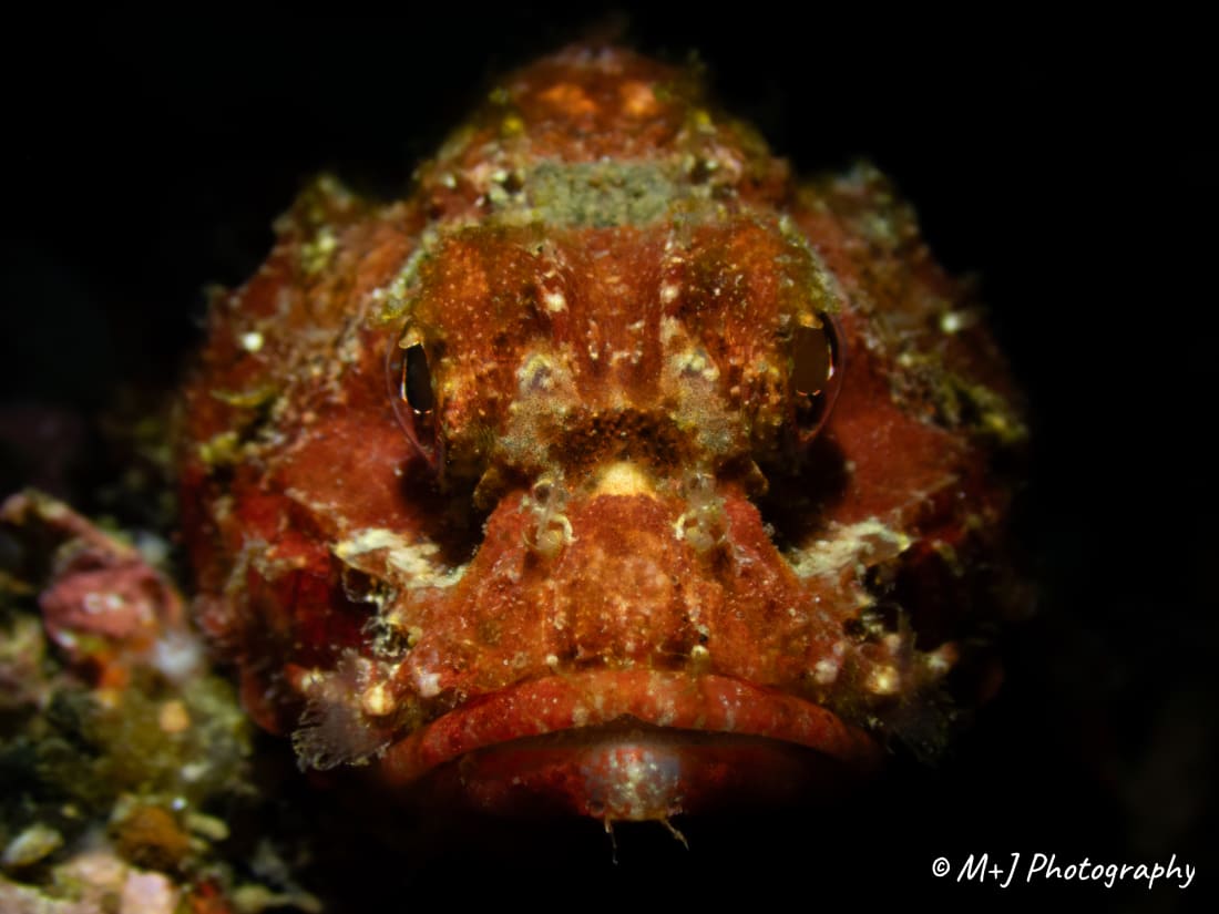 False Stonefish
