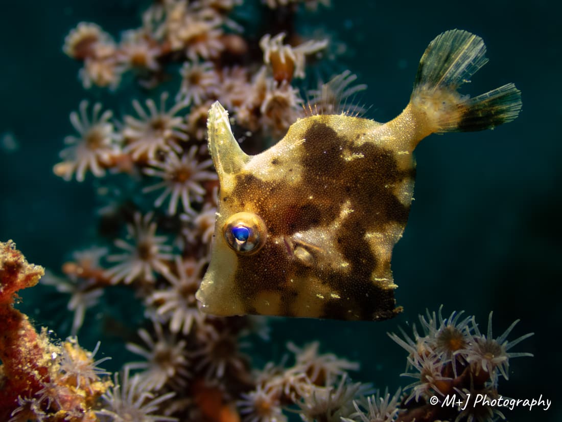 Radial Filefish