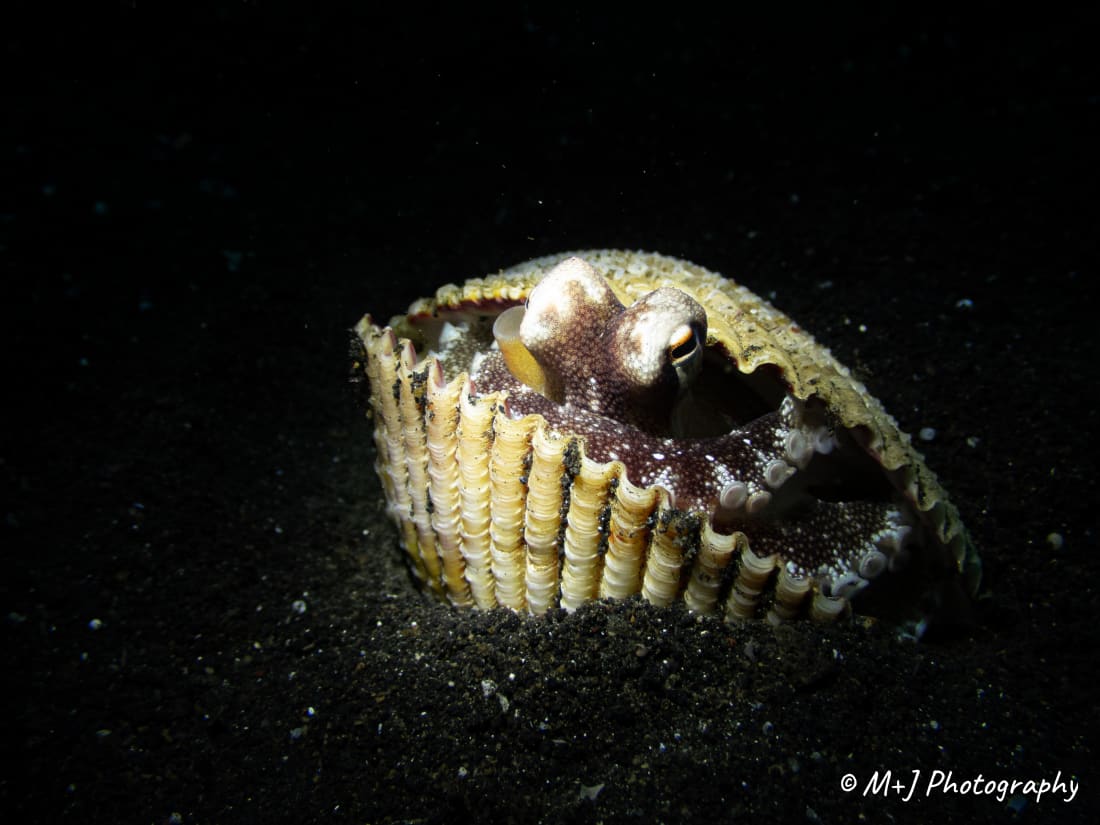 Coconut Octopus
