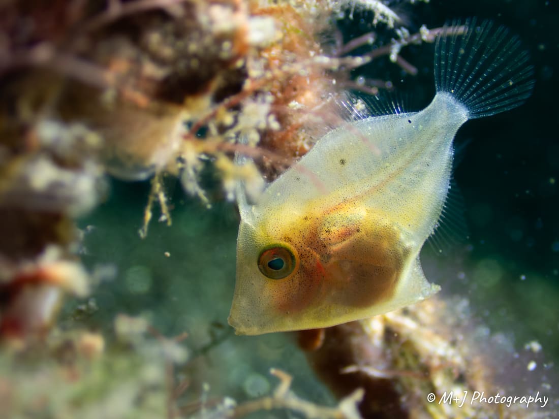 Bristletail Filefish (Juvenile)
