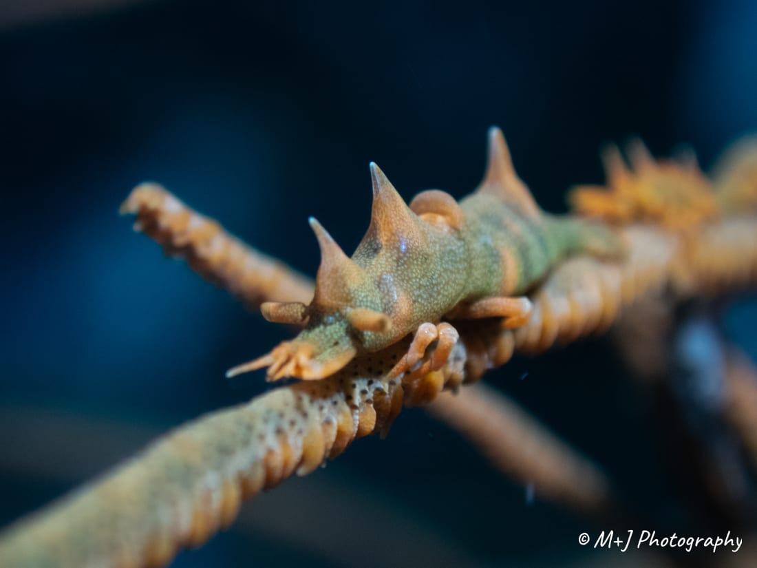 Dragon Shrimp