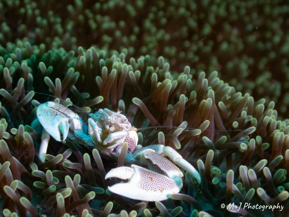 Spotted Porcelain Crab