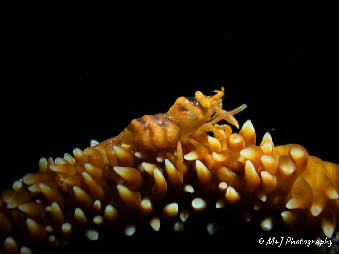 Anker's Whip Coral Shrimp