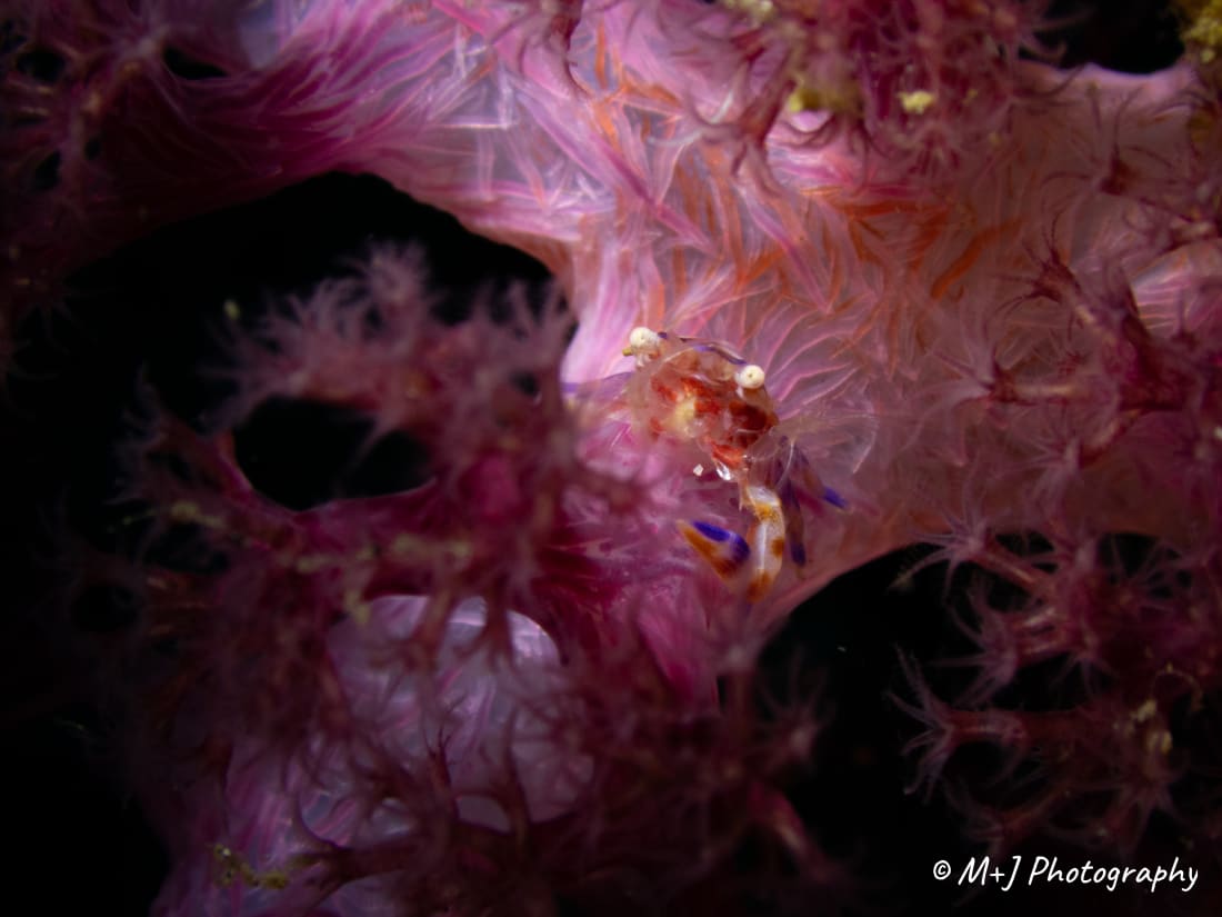Soft Coral Porcelain Crab