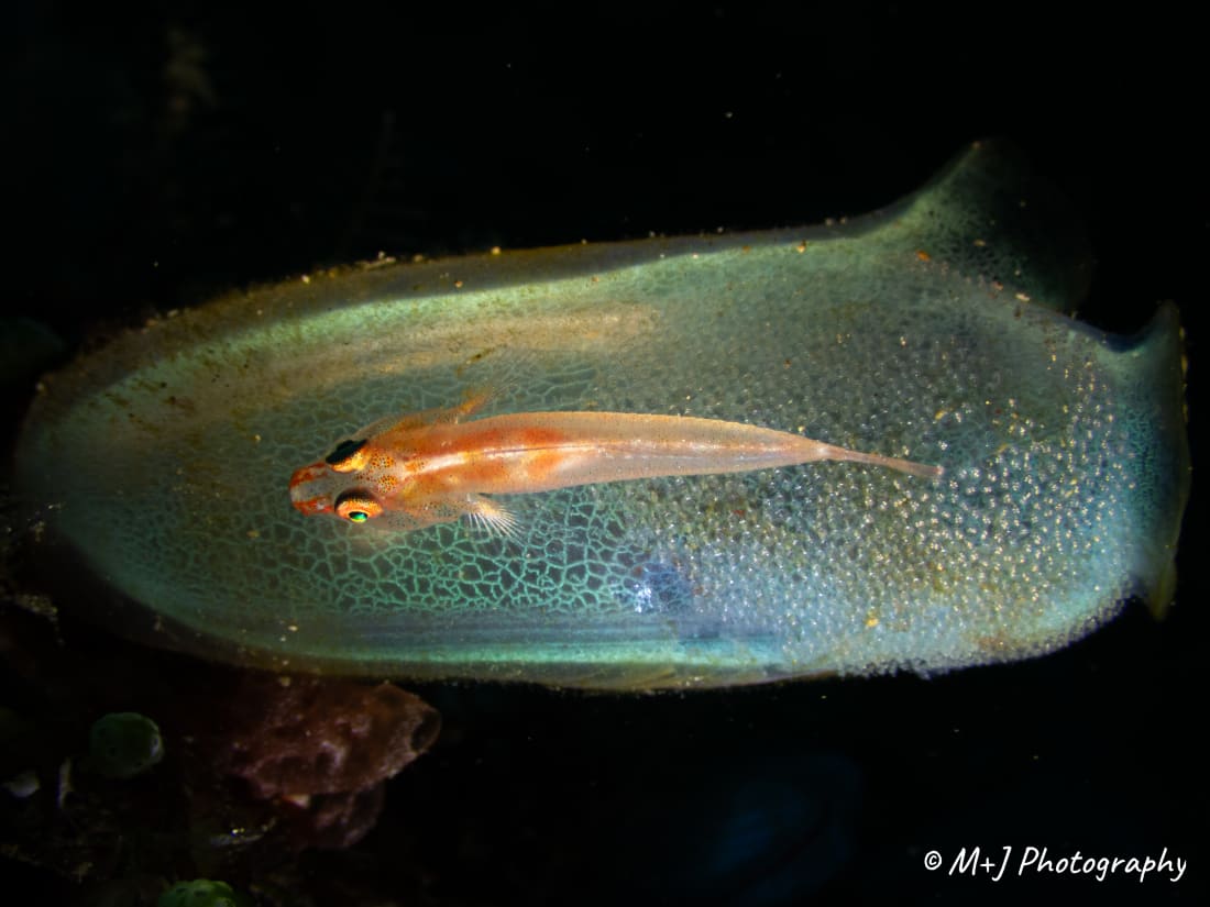 Ghost Goby
