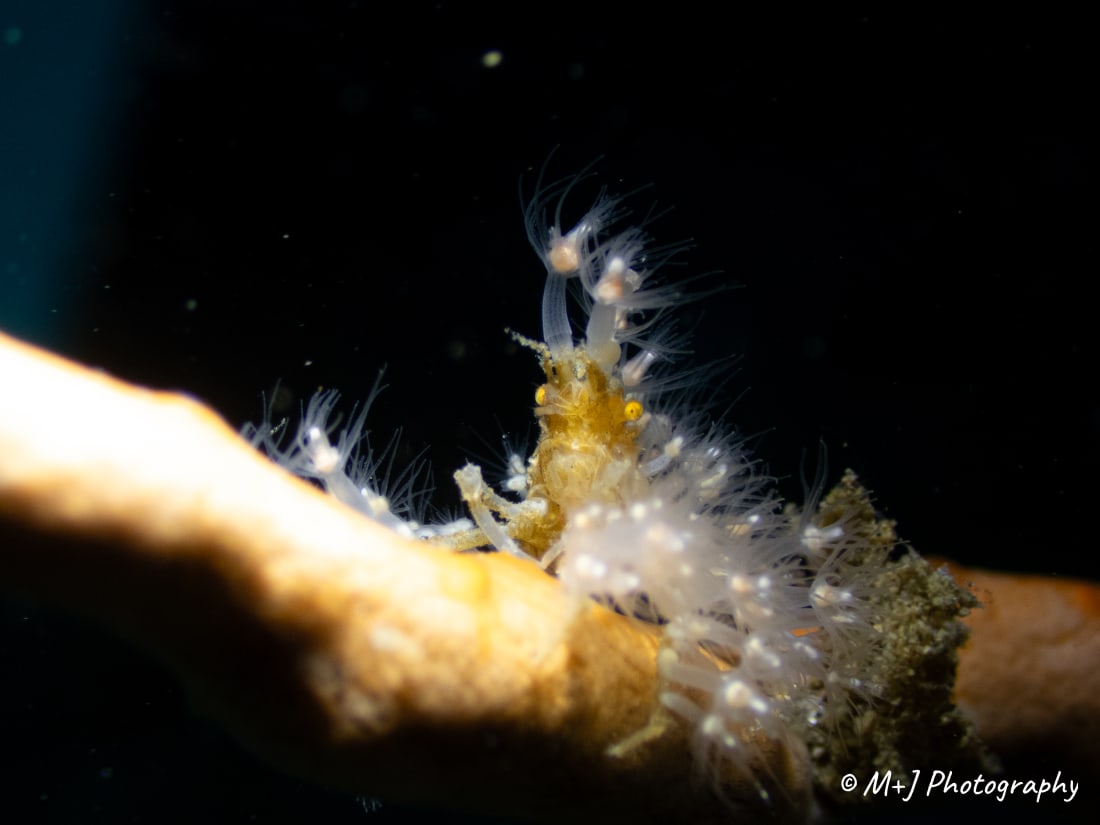 Decorator Crab