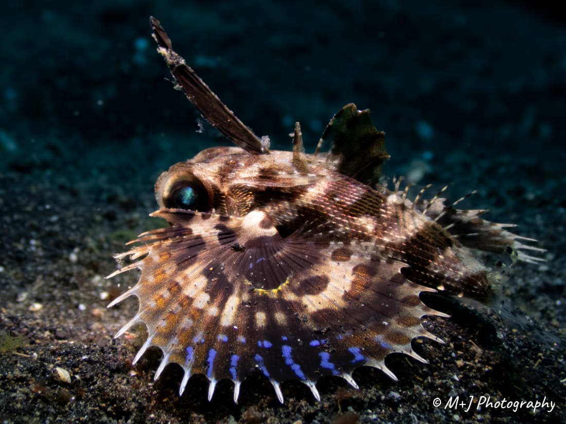 Oriental Flying Gurnard (Juvenile)
