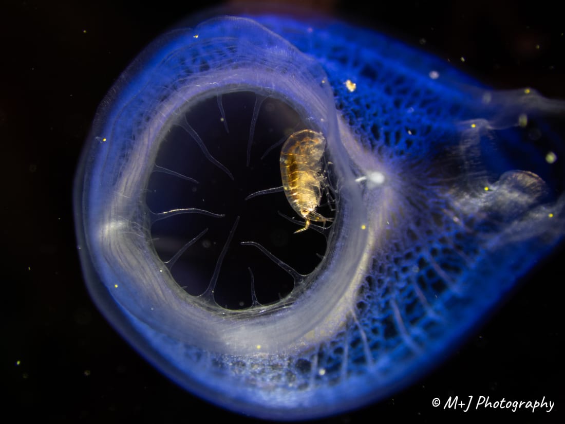 Bluebell Tunicate Ladybug (Amphipod)