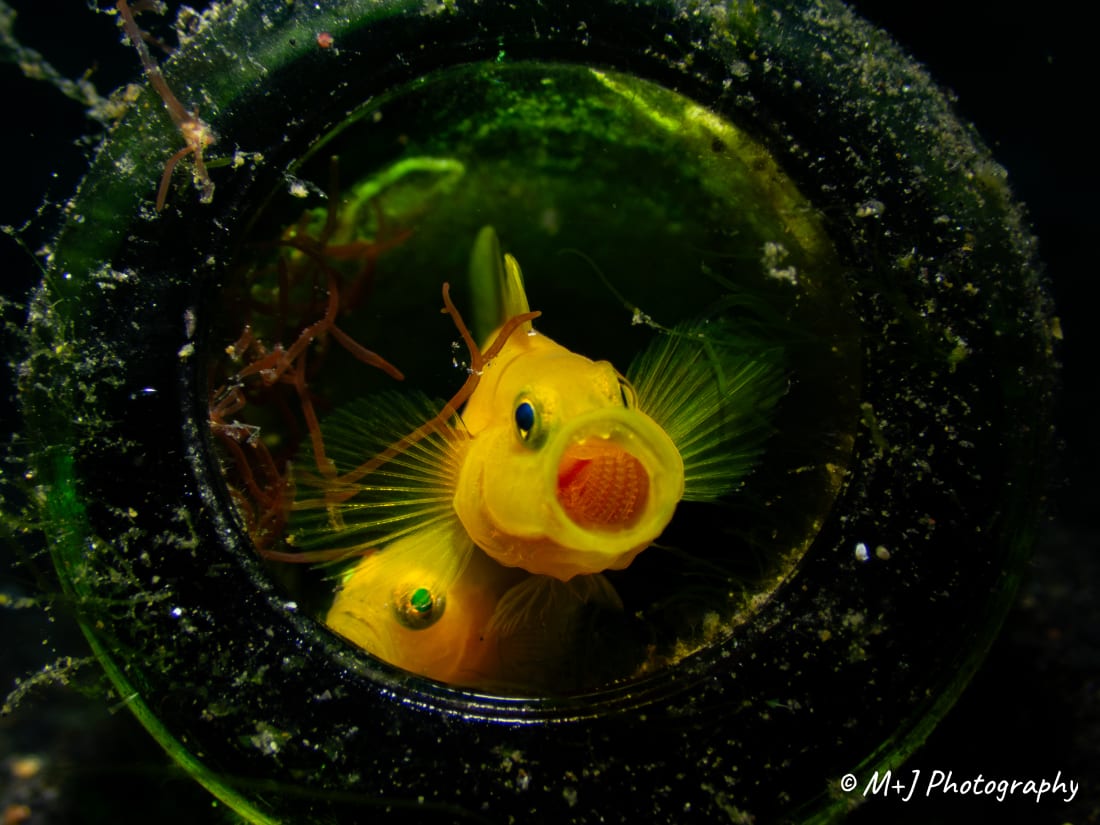 Yellow Pygmy Goby