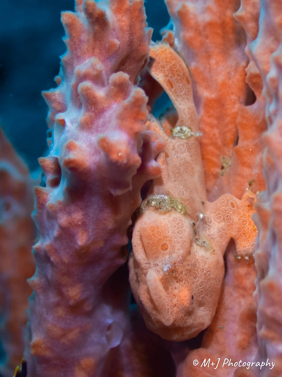 Painted Frogfish