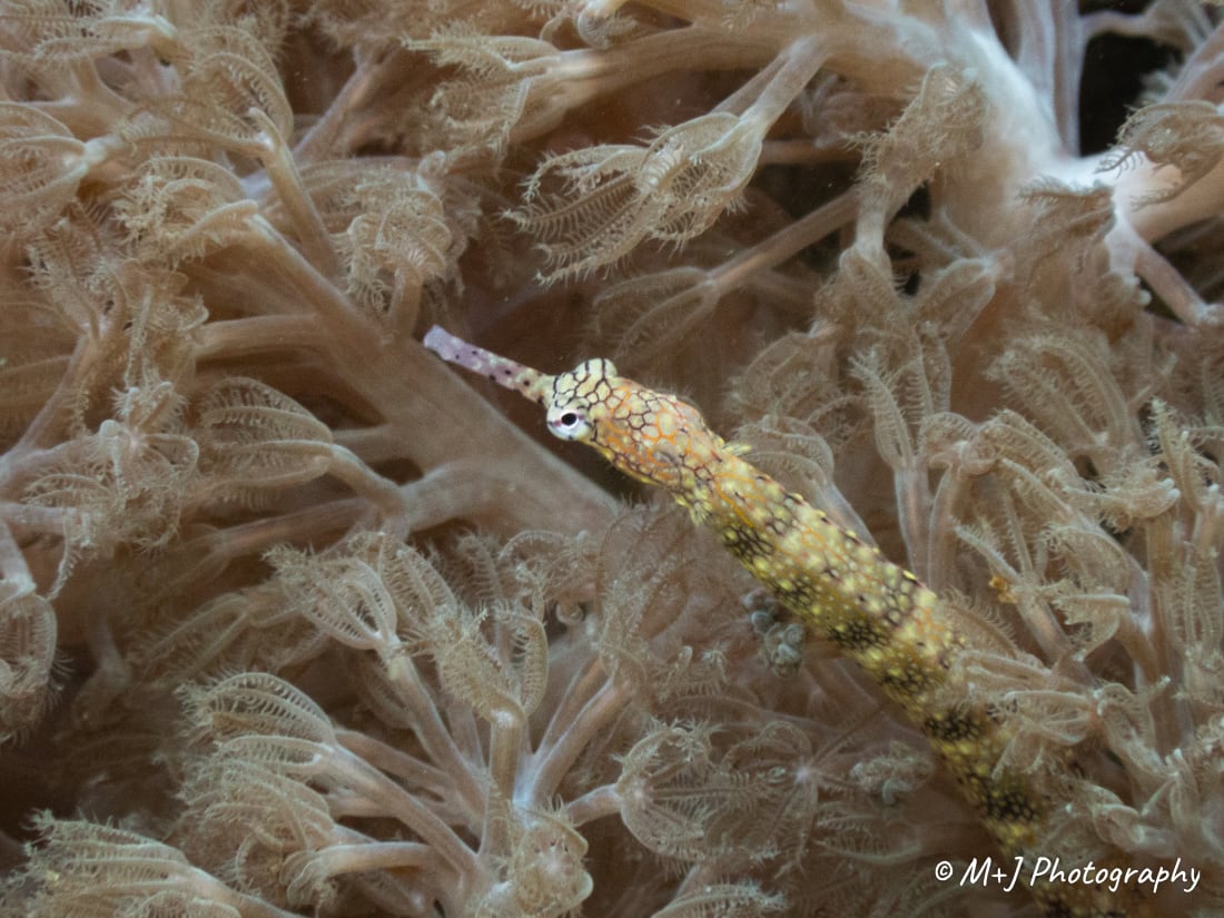 Messmate Pipefish