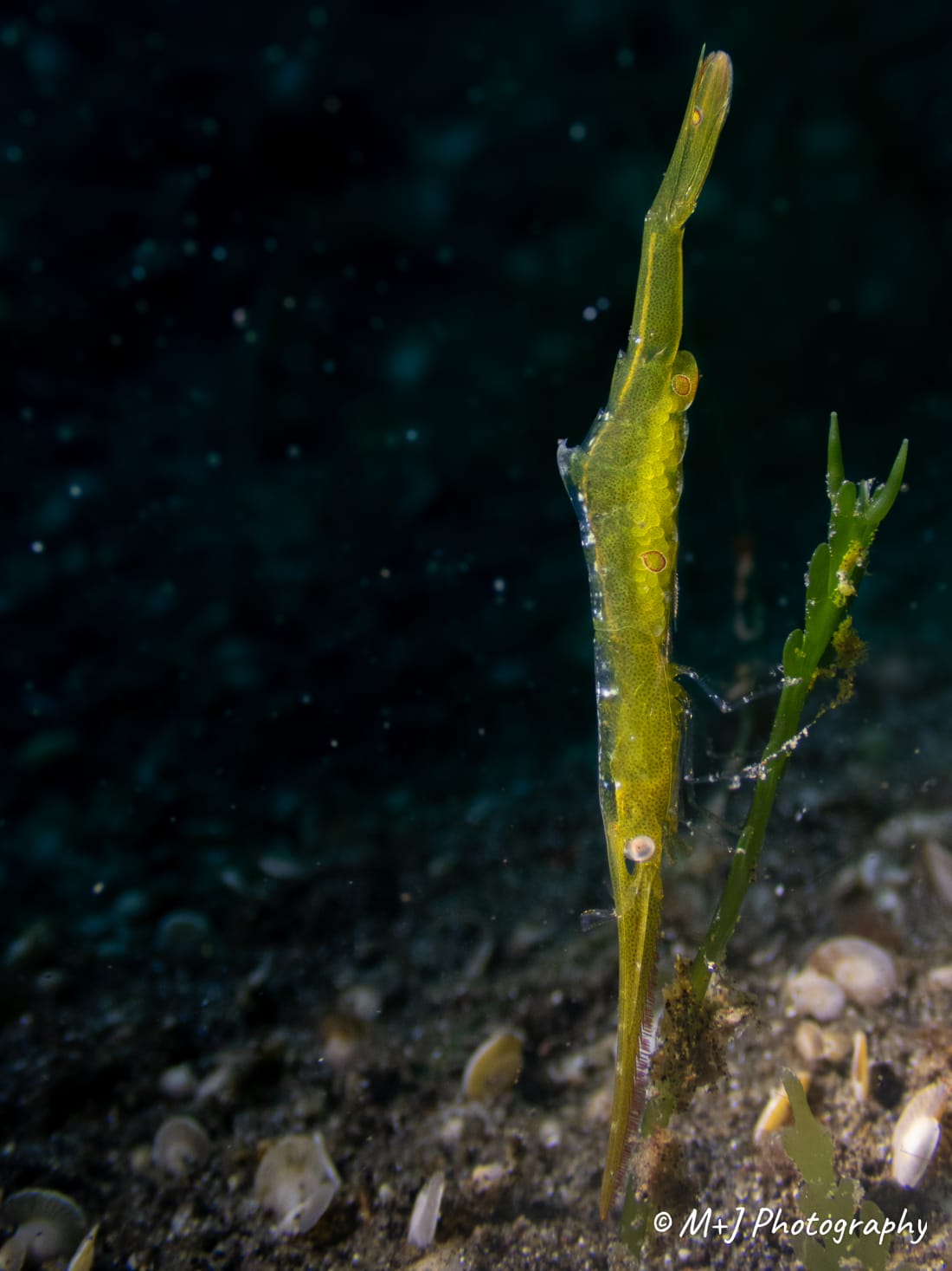 Ocellated Tozeuma Shrimp