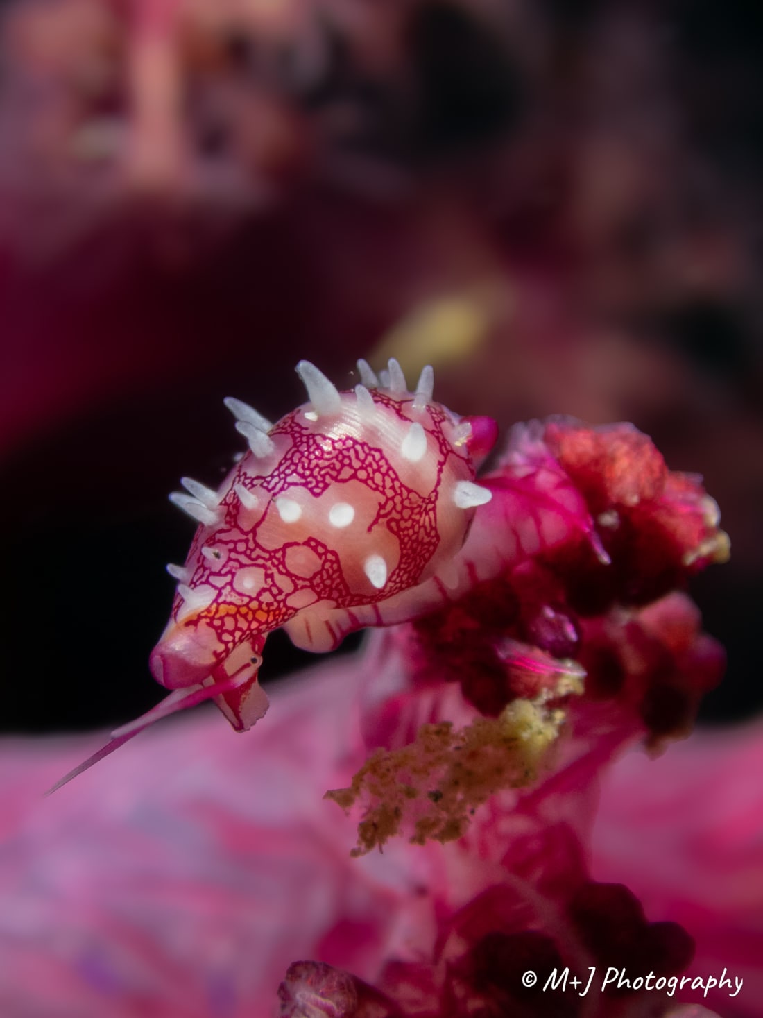 Soft Coral Cowrie