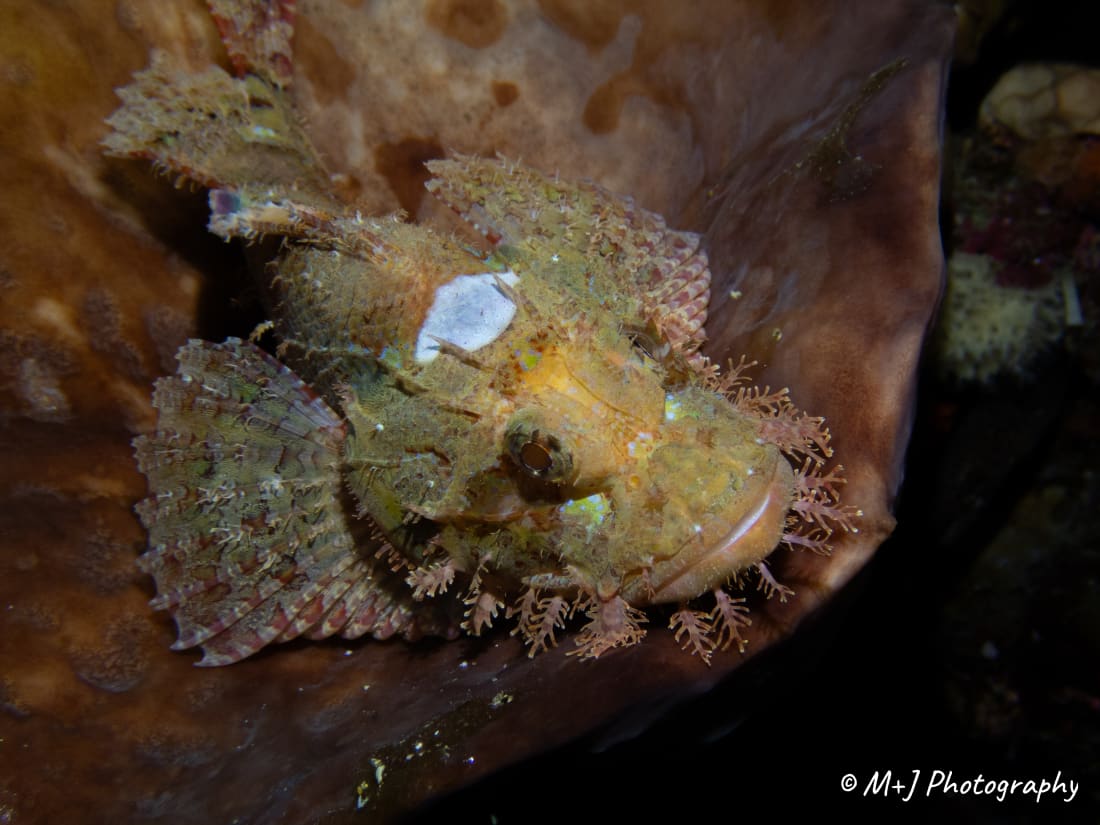 Papuan Scorpionfish