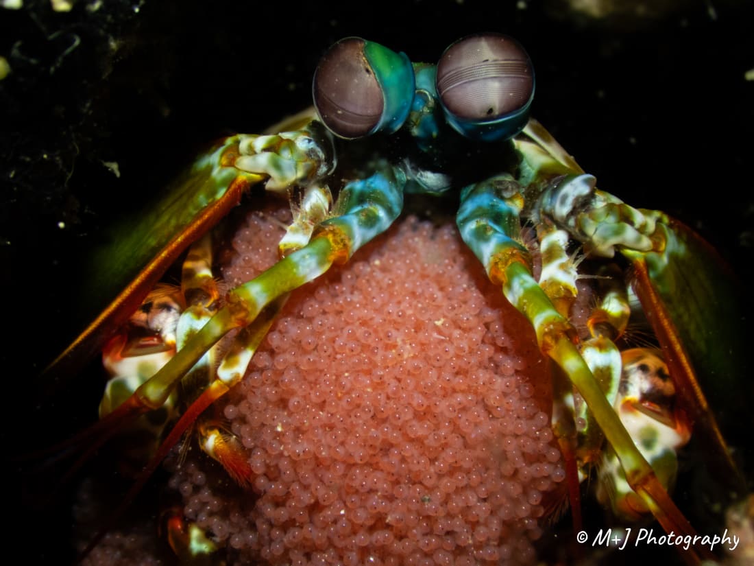 Peacock Mantis Shrimp