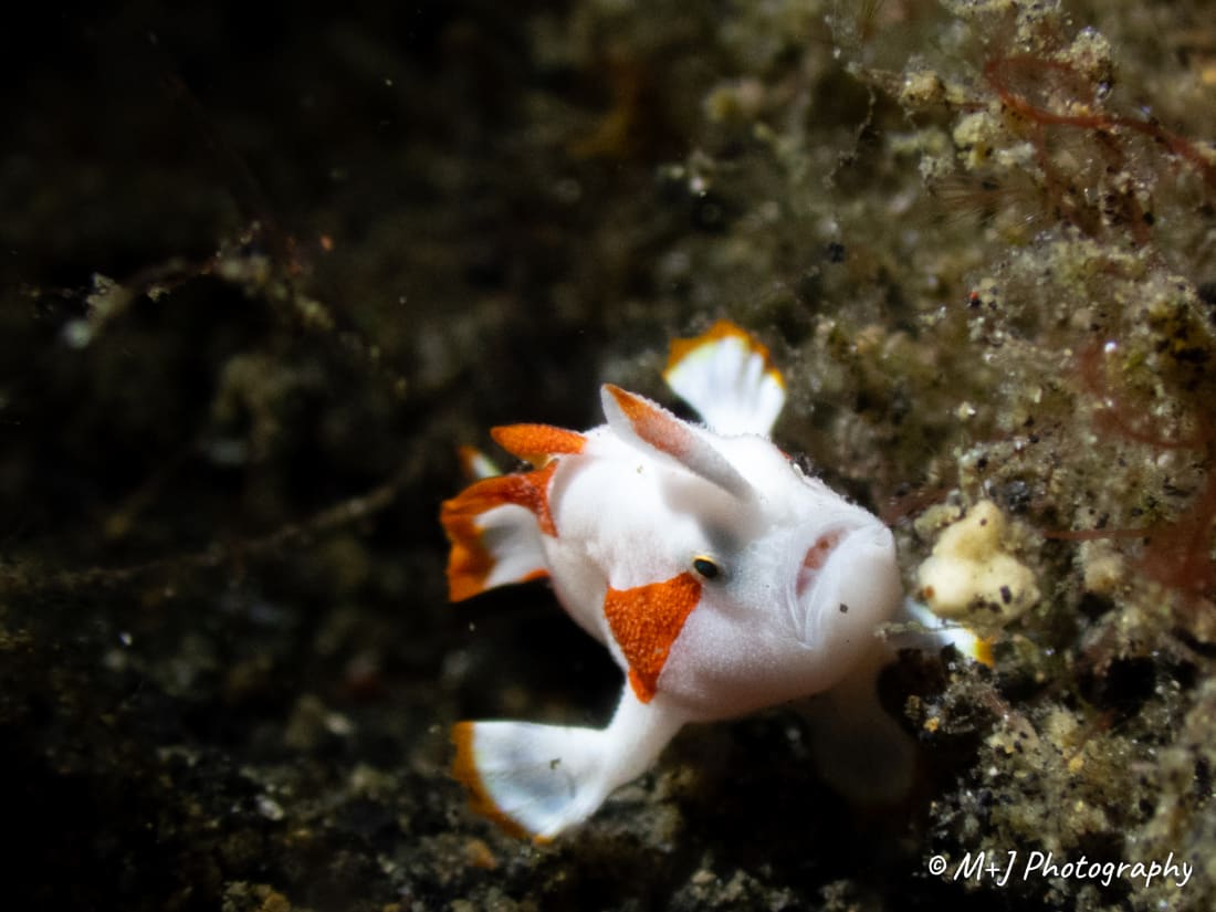 Clown Frogfish (Juvenile Warty Frogfish)