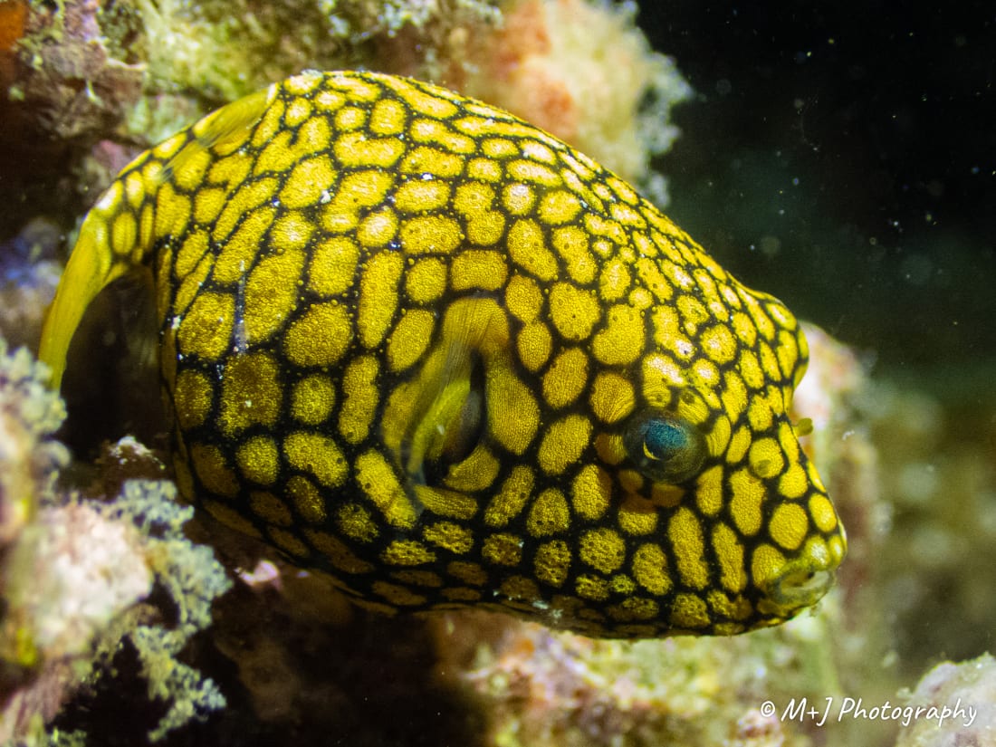 Map Puffer (Juvenile)