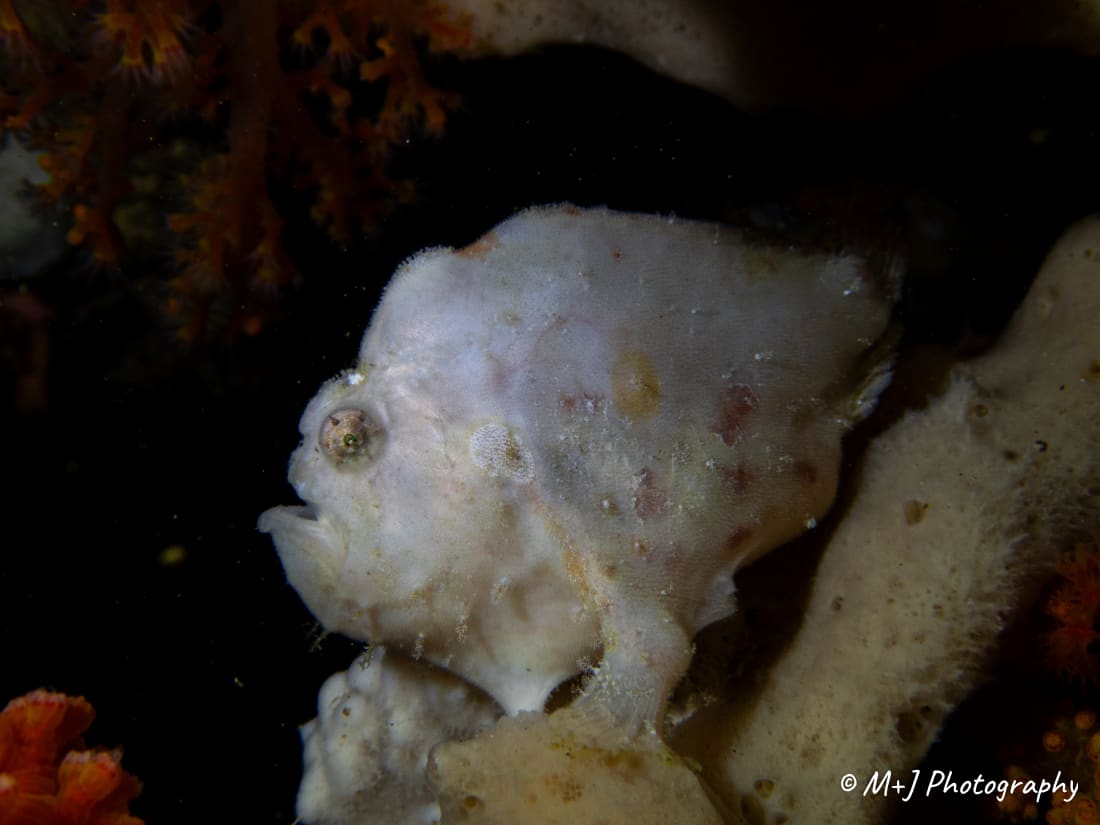 Painted Frogfish