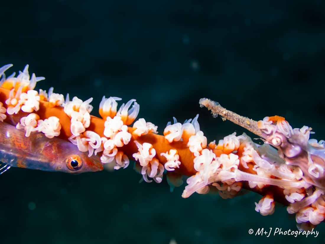 Whip Coral Goby