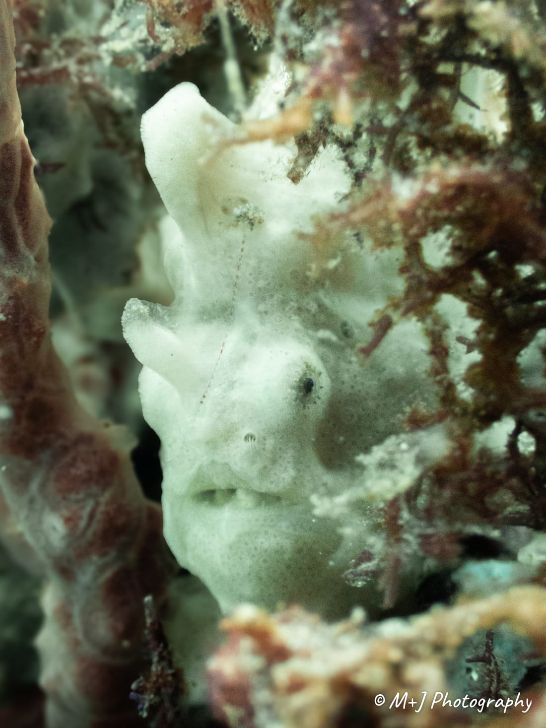 Painted Frogfish
