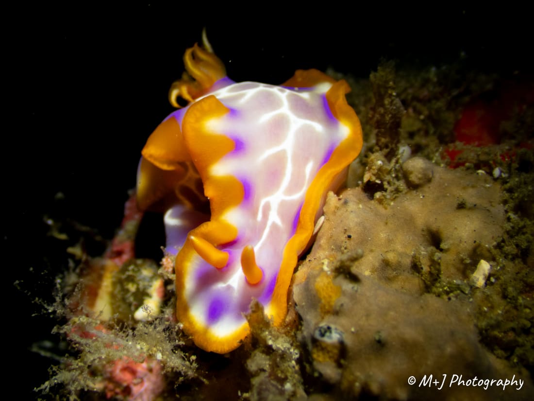 Hypselodoris