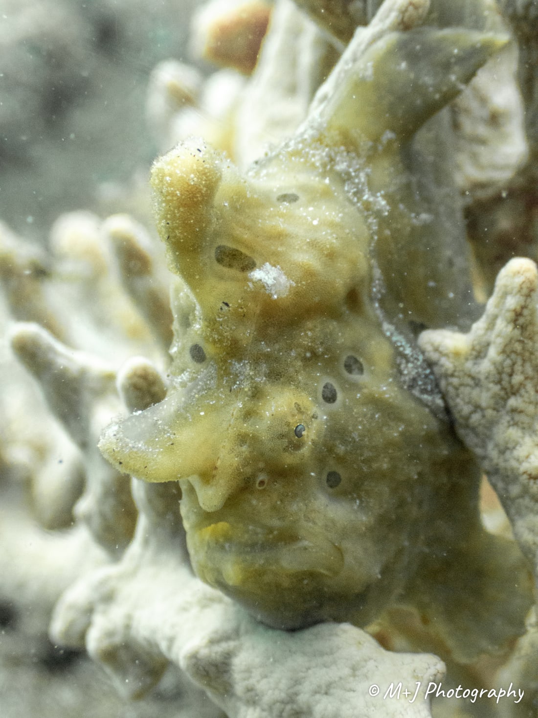 Painted Frogfish