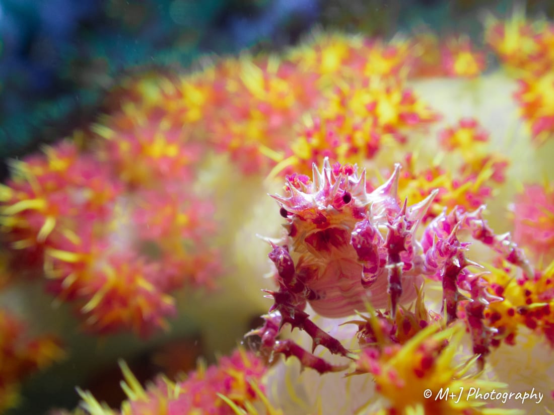 Candy Crab (Soft Coral Crab)