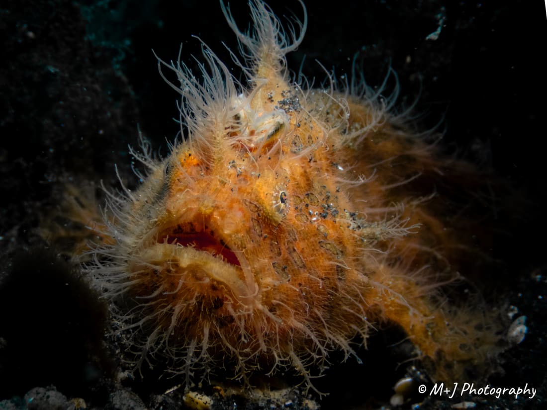 Hairy Frogfish