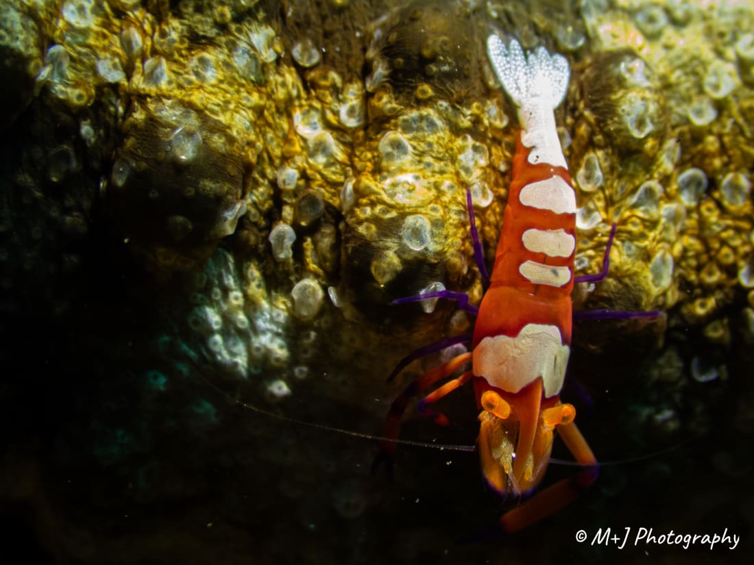 Emperor Shrimp