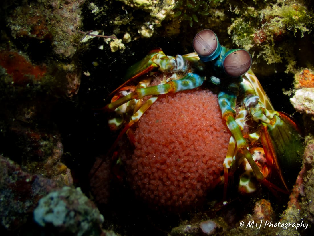 Peacock Mantis Shrimp